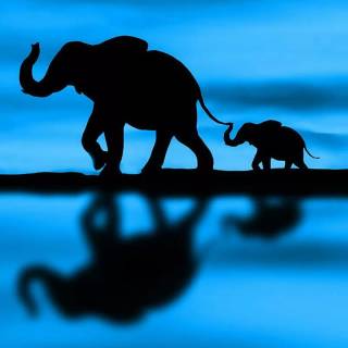 Blue elephant wallpaper