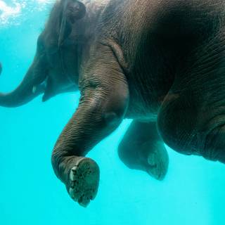 Blue elephant wallpaper