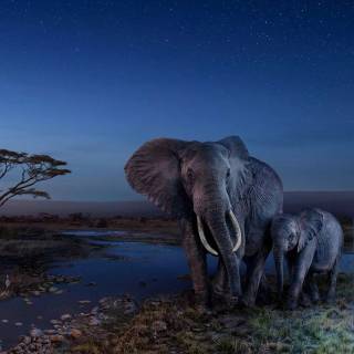 Blue elephant wallpaper