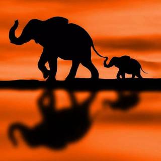 Elephant mobile wallpaper