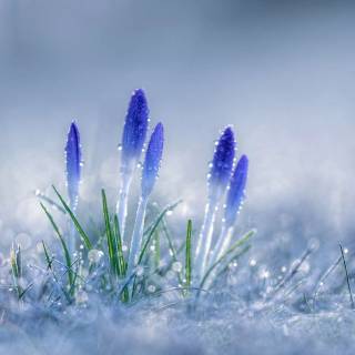 End of winter wallpaper