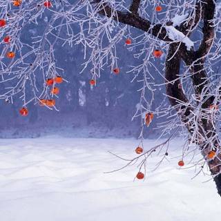 End of winter wallpaper