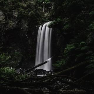 4k nature forest wallpaper