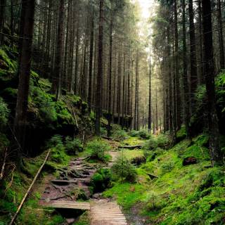 4k nature forest wallpaper