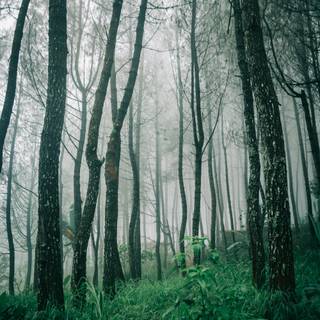 4k nature forest wallpaper