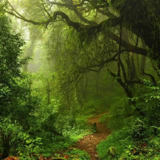 Desktop trippy forest wallpaper