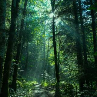 4k nature forest wallpaper