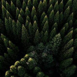 4k nature forest wallpaper