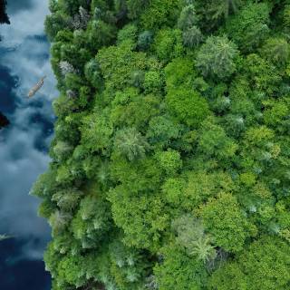 4k nature forest wallpaper