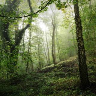 4k nature forest wallpaper