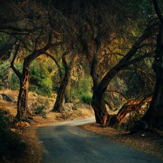 4k nature forest wallpaper