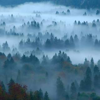 4k nature forest wallpaper