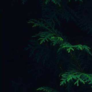 Green and black iPhone wallpaper