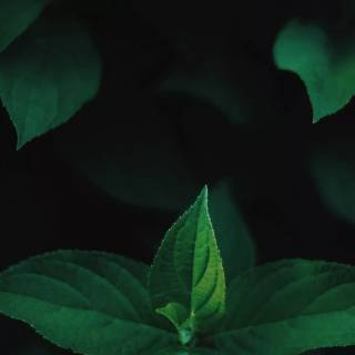 Green and black iPhone wallpaper