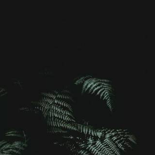 Green and black iPhone wallpaper