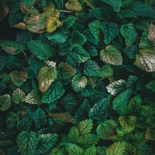 Green and black iPhone wallpaper