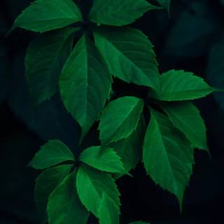 Green and black iPhone wallpaper