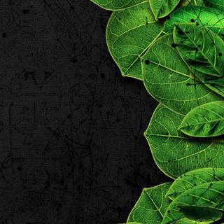 Green and black iPhone wallpaper