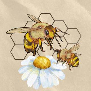 iPhone bee wallpaper