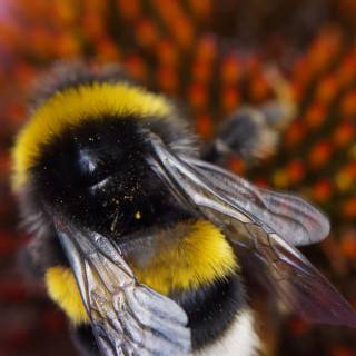 iPhone bee wallpaper