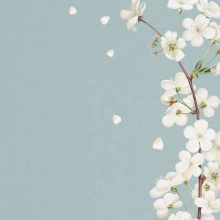 iPhone bee wallpaper