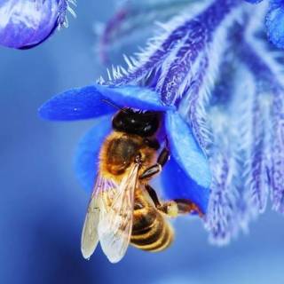 iPhone bee wallpaper