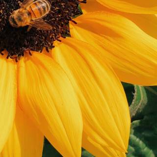 iPhone bee wallpaper