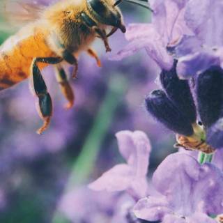 iPhone bee wallpaper