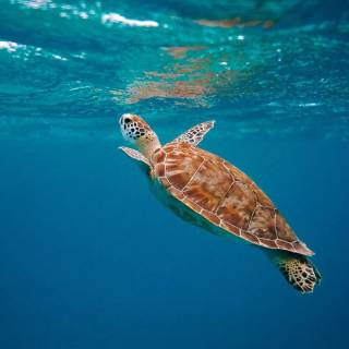 Ocean creature wallpaper