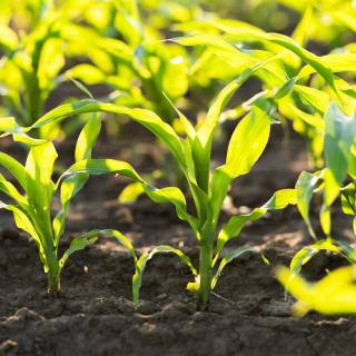 Maize field wallpaper