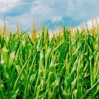 Maize field wallpaper