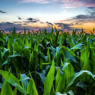 Maize field wallpaper