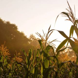 Maize field wallpaper