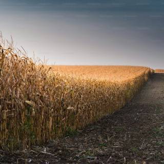 Maize field wallpaper