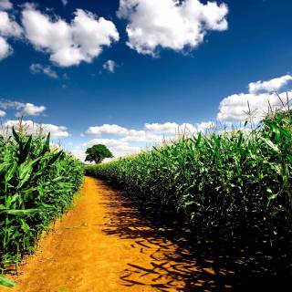 Maize field wallpaper