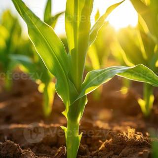 Maize field wallpaper