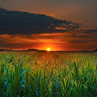 Maize field wallpaper