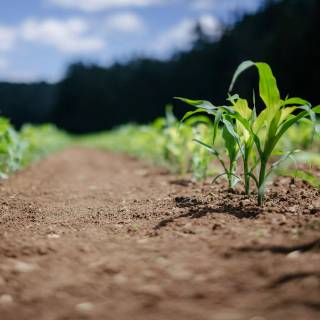 Maize field wallpaper
