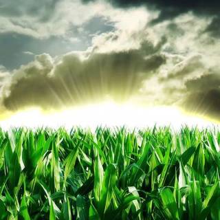 Maize field wallpaper