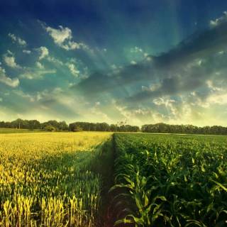 Maize field wallpaper
