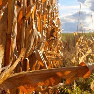 Maize field wallpaper