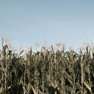 Maize field wallpaper