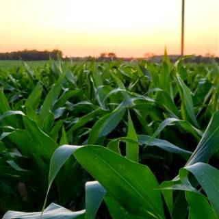 Maize field wallpaper