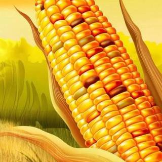 Maize field wallpaper