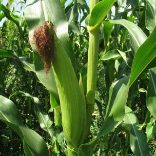 Maize field wallpaper