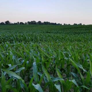 Maize field wallpaper