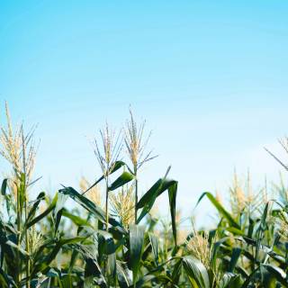 Maize field wallpaper