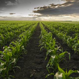 Maize field wallpaper