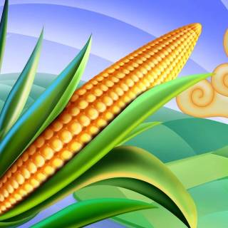 Maize field wallpaper