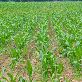 Maize field wallpaper